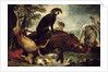 Dogs with Slain Wild Boar and Deer by David de Coninck