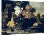 Fight between a Rooster and a Turkey, 1668 by Melchior de Hondecoeter