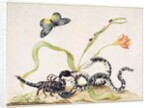 Scorpion and Snake by Maria Sibylla Graff Merian
