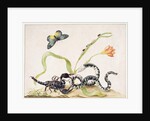 Scorpion and Snake by Maria Sibylla Graff Merian