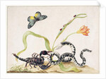 Scorpion and Snake by Maria Sibylla Graff Merian