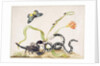 Scorpion and Snake by Maria Sibylla Graff Merian