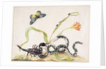 Scorpion and Snake by Maria Sibylla Graff Merian