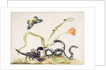 Scorpion and Snake by Maria Sibylla Graff Merian