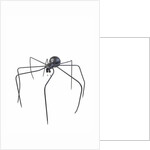 The Black Spider, 2005 by Lawrie Simonson