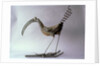 The Curlew, 1996 by Lawrie Simonson