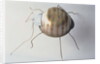 The Ground Beetle, 1995 by Lawrie Simonson