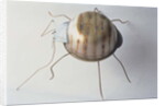 The Ground Beetle, 1995 by Lawrie Simonson