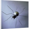 The Spider, 1996 by Lawrie Simonson