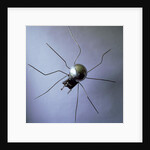 The Spider, 1996 by Lawrie Simonson