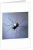 The Spider, 1996 by Lawrie Simonson