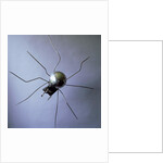 The Spider, 1996 by Lawrie Simonson