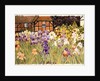 Irises by Linda Benton