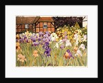 Irises by Linda Benton