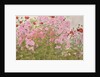 Pink Phlox and Poppies with a Butterfly by Linda Benton