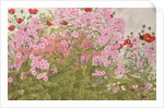 Pink Phlox and Poppies with a Butterfly by Linda Benton
