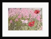 Poppies and Phlox by Linda Benton