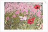 Poppies and Phlox by Linda Benton