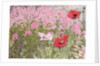 Poppies and Phlox by Linda Benton
