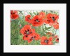 Poppies by Linda Benton