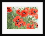 Poppies by Linda Benton