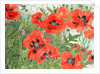 Poppies by Linda Benton