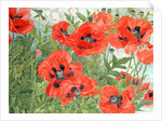 Poppies by Linda Benton