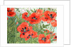 Poppies by Linda Benton