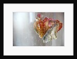 Water Tulip 1, 2013 by Lou Gibbs