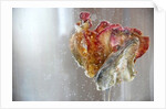 Water Tulip 1, 2013 by Lou Gibbs