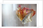 Water Tulip 1, 2013 by Lou Gibbs