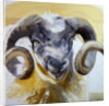 Long Horn Sheep by Lou Gibbs