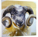 Long Horn Sheep by Lou Gibbs