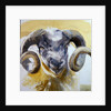 Long Horn Sheep by Lou Gibbs