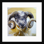 Long Horn Sheep by Lou Gibbs