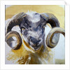 Long Horn Sheep by Lou Gibbs