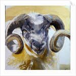 Long Horn Sheep by Lou Gibbs