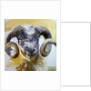Long Horn Sheep by Lou Gibbs