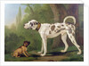 Hound and Terrier by School German