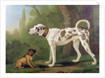 Hound and Terrier by School German
