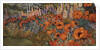 Poppy Border by Lillian Delevoryas