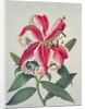 Botanical Lily, 1996 by Lillian Delevoryas