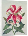 Botanical Lily, 1996 by Lillian Delevoryas