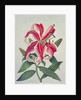 Botanical Lily, 1996 by Lillian Delevoryas