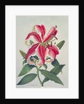 Botanical Lily, 1996 by Lillian Delevoryas