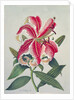 Botanical Lily, 1996 by Lillian Delevoryas