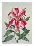 Botanical Lily, 1996 by Lillian Delevoryas