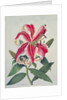 Botanical Lily, 1996 by Lillian Delevoryas