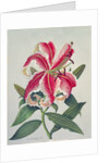 Botanical Lily, 1996 by Lillian Delevoryas