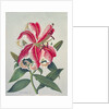 Botanical Lily, 1996 by Lillian Delevoryas
